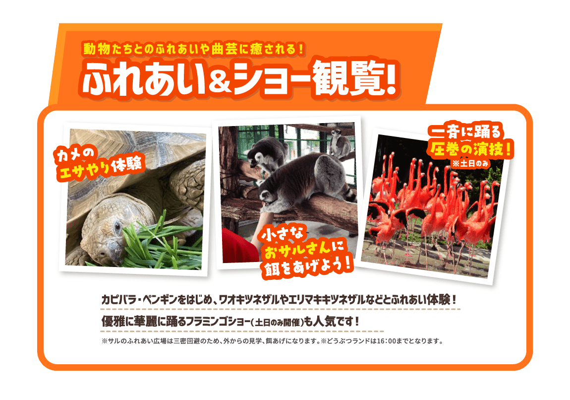 ふれあい＆ショー観覧!