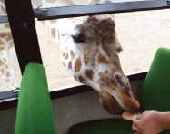 草食動物