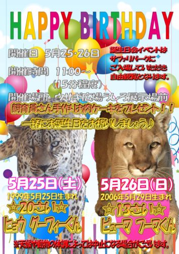 ヒョウ ピューマ誕生日会のコピー 岩手サファリパーク 天空のサバンナ 岩手県一関市のサファリパーク ヒョウ ピューマ誕生日会のコピー 岩手サファリパーク 天空のサバンナ 岩手県一関市のサファリパーク
